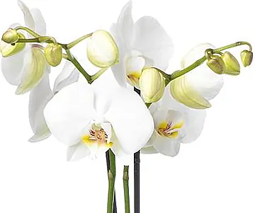 La pianta di Orchidea è il Pensiero perfetto adatto in ogni occasione. Tuttavia in base al colore puoi esprimere emozioni dal significato ben preciso. L'Orchidea bianca è una pianta con dei fiori raffinatissimi ed esprime purezza d’animo e delicatezza. Regalare un’orchidea bianca è simbolo di forte interesse personale, felicità e grande fedeltà: pura, sincera e duratura.