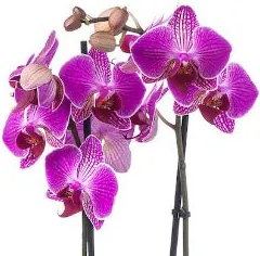 Un’orchidea fucsia è la pianta simbolo di entusiasmo e coraggio. Il suo caratteristico fiore assume ampie sfumature di significato che toccano la sfera della gioia, della creatività e della crescita personale. La straordinaria bellezza dell’orchidea fucsia nasce dalla combinazione del bianco e rosa acceso che regala dei Fiori meravigliosi dai toni energici e vivaci. Regalare un’orchidea fucsia è da stimolo alla produttività di chi la riceve: per questo motivo è una pianta consigliata per persone estroverse e ricche di fantasia desiderose di generare nuove idee e raggiungere nuovi traguardi.