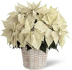 Cesto di stelle di Natale chiare di prima scelta