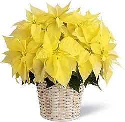 Cesto di stelle di Natale gialle di prima scelta