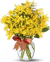 Romantica composizione di sole Mimose in Elegante Confezione a Tono con  verde decorativo di stagione.