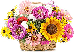 Allegra e Gioiosa Composizione in Cesto di Fiori Misti di Stagione dai Toni Vivaci Confezionata con Verde Decorativo