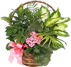 Cesto funebre di piantine verdi e fiorite