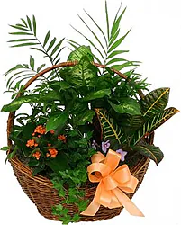 Cesto funebre di piantine verdi e fiorite