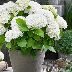 Profumata e Colorata Abbellisce gli spazi interni ed esterni. Una Pianta Simbolo sempre Gradita e adatta in ogni occasione