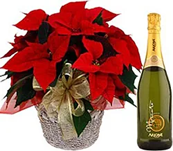 Stella di Natale rossa di prima scelta con Champagne