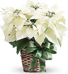 Stella di Natale chiara di prima scelta in cesto