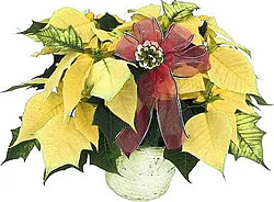 Stella di Natale gialla di prima scelta