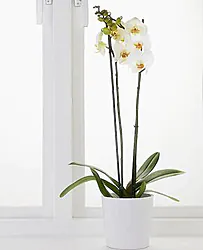 Varietà di Prima Scelta Elegantemente Confezionata. Sempre Apprezzata in Ogni Occasione