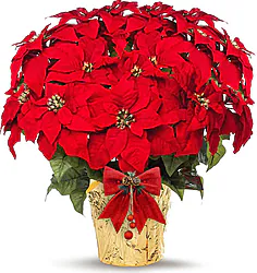 Elegante Stella di Natale Rossa Big. Qualità di Prima Scelta in Raffinata confezione Natalizia e Decori a tono.